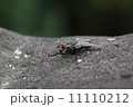 ハエ 11110212