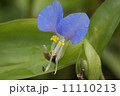 ツユクサ 11110213
