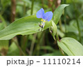 ツユクサ 11110214