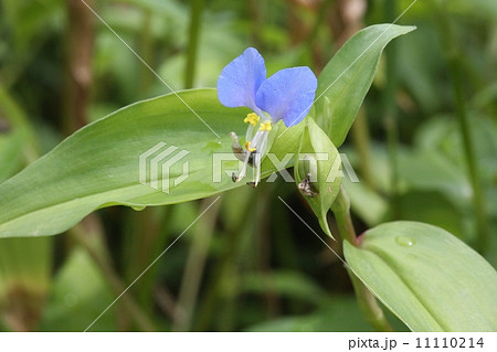 ツユクサ ツユクサ 11110214