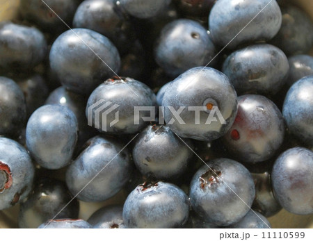 ブルーベリー ブルーベリー 11110599