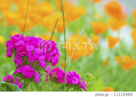 Clove with Californian poppies Clove with Californian poppies 11110989