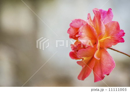 Rose with blurred, gray background Rose with blurred, gray background 11111003