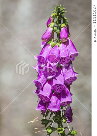 purple foxglove, digitalis purpurea 11111027