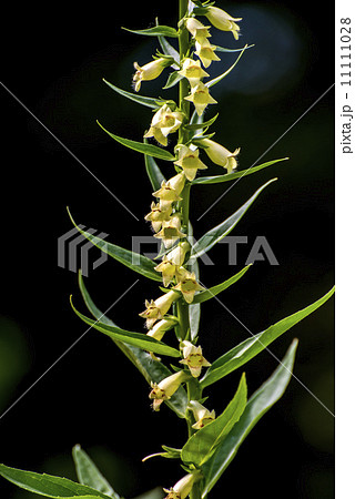 Yellow foxglove, Digitalis lutea Yellow foxglove, Digitalis lutea 11111028
