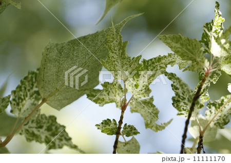 浜松花博　フラワーパーク 11111170