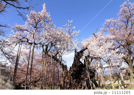 実相寺　神代桜 11111205