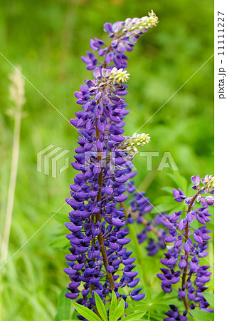 blue flowers forest blue flowers forest 11111227