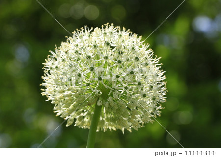 ギガンチウム 11111311