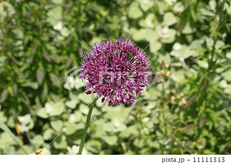 ギガンチウム 11111313