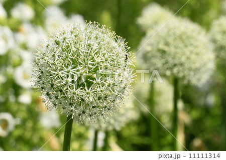 ギガンチウム ギガンチウム 11111314