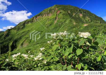 苗場山と高山植物 11111782