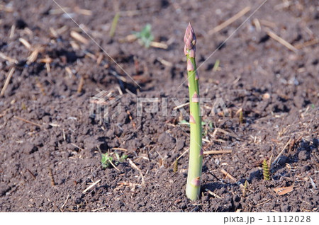 アスパラ 11112028