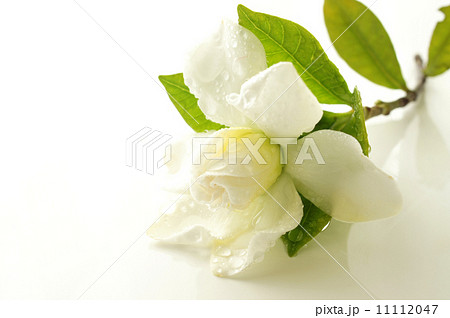 くちなし 11112047