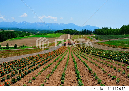 美瑛 四季彩の丘 美瑛 四季彩の丘 11112055