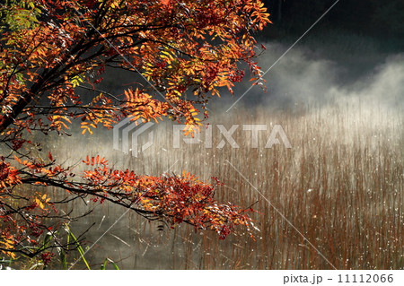 朝もや立つ尾瀬沼畔の湿原とナナカマドの紅葉 11112066