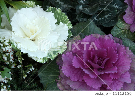 ハボタンとエリカ・ダーリエンシス 11112156