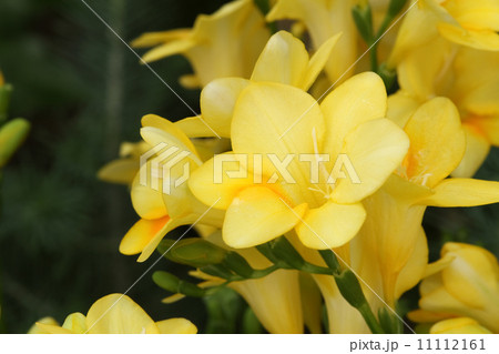 フリージア フリージア 11112161