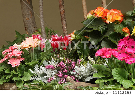 花壇 花壇 11112163