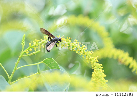 生き物　昆虫　アカスジツチバチ、強面ですがおとなしいハチです 11112293