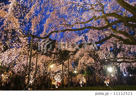 六義園の夜桜 六義園の夜桜 11112521