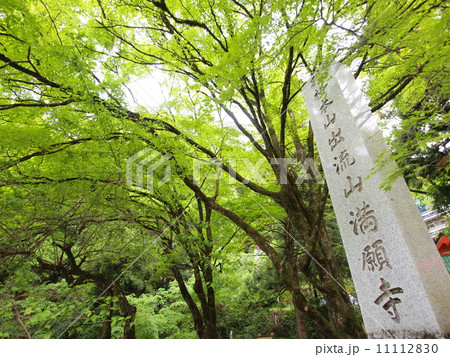 栃木　出流山満願寺 11112830