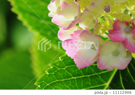 紫陽花 11112906