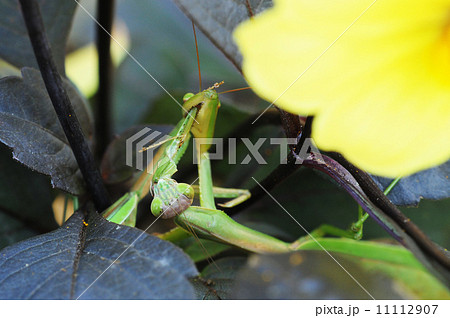 カマキリの共喰い カマキリの共喰い 11112907