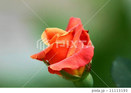 薔薇の花 ディズニーランドローズ の写真素材