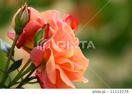 薔薇の花　≪ディズニーランドローズ≫ 11113276