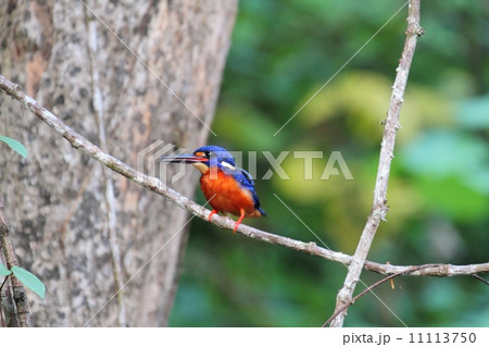 Blue-eared Kingfisher（ルリカワセミ） 11113750