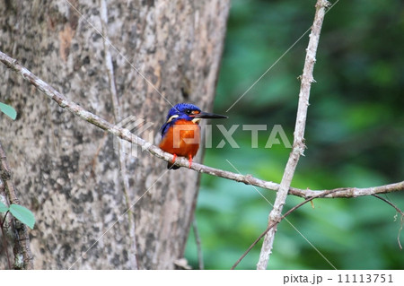 Blue-eared Kingfisher（ルリカワセミ） 11113751