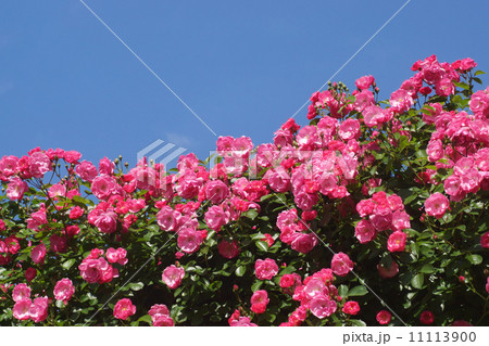 青空と花のアーチ 11113900