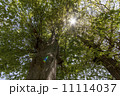 ケヤキ 11114037