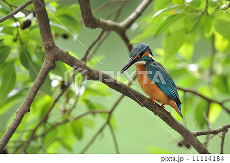 止まり木のカワセミ 止まり木のカワセミ 11114184