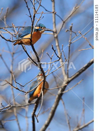 カワセミのカップル 11114185