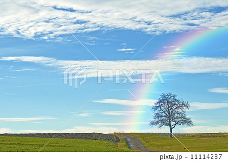 Bald tree with way and rainbow 11114237
