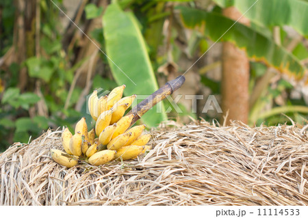 cluster of banana 11114533