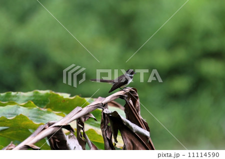 Pied Fantail（ムナオビオウギビタキ） 11114590