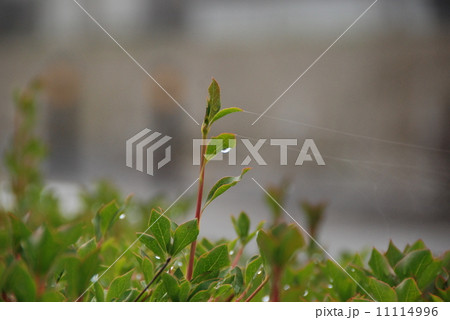 雨上がり 雨上がり 11114996