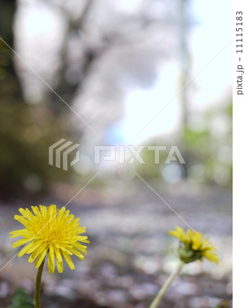 桜舞う道端に咲くたんぽぽの花 桜舞う道端に咲くたんぽぽの花 11115183