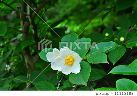 ナツツバキ 11115188