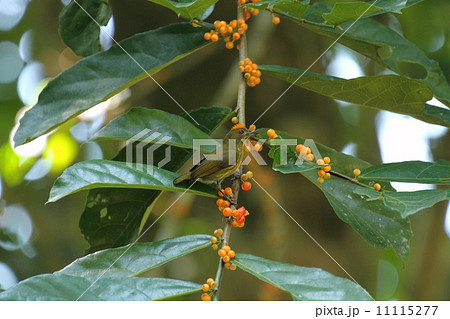 Yellow-breasted Flowerpecker（キムネハナドリモドキ） 11115277