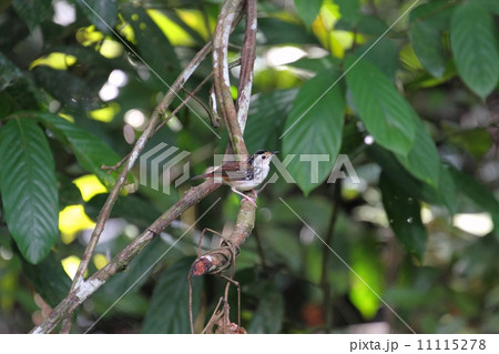 Striped Wren-Babbler（シラフサザイチメドリ） 11115278