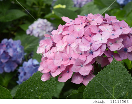 紫陽花 11115568