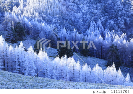 霧氷輝く美ヶ原高原 11115702