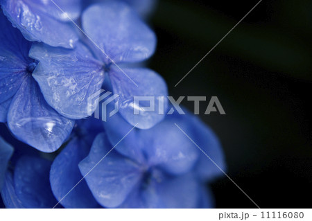 紫陽花 紫陽花 11116080