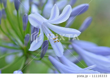 アガパンサス 11116333