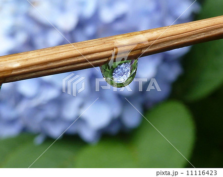 滴の中の紫陽花 11116423