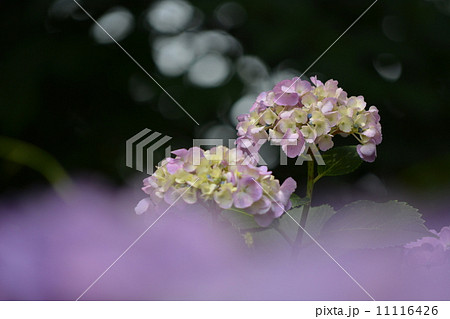 咲き始めの紫陽花 11116426